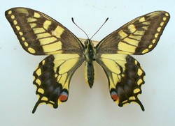 Papilio machaon Aberrant (2) (Internet Image property of respective owner, non-commercial use only)